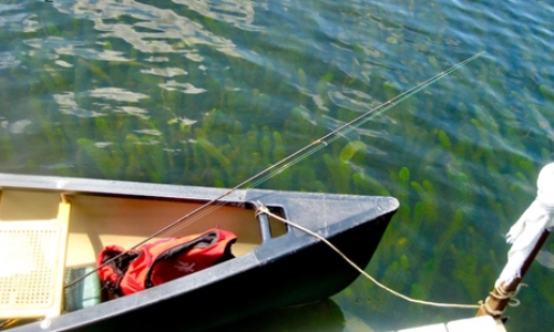 2025 Invasive Aquatic Plants update