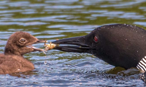 2025 Audubon Loon Count
