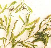 Curly leaf pondweed fragment