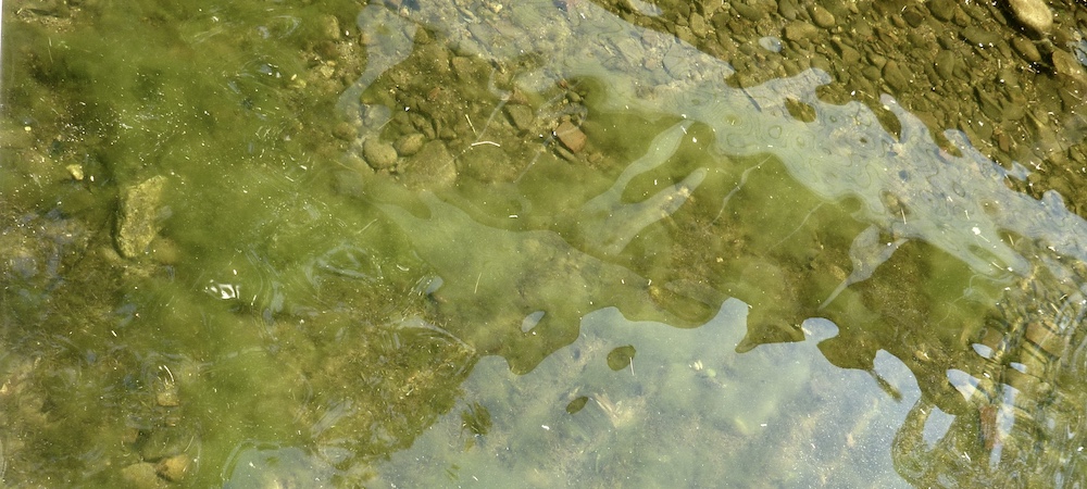 Metaphyton Algae Bloom, Long Pond 2021