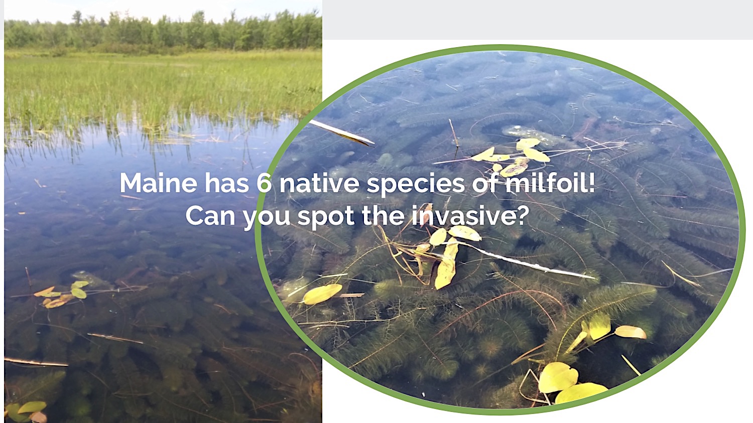 Milfoil Closeup