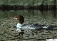 Common Merganser Female