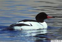 Common Merganser Male