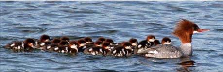 Merganser Family