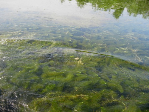 Milfoil Invasive Plant