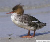Red Breasted Merganser Female