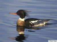 Red Breasted Merganser Male