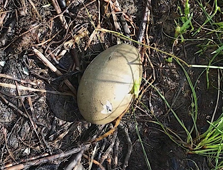 Peening Chick